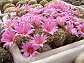 Нажмите на изображение для увеличения.

Название:	Mammillaria schumannii v globosa.jpg
Просмотров:	307
Размер:	110.3 Кб
ID:	318195