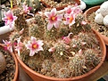 Нажмите на изображение для увеличения.

Название:	Mammillaria thornberi.jpg
Просмотров:	305
Размер:	96.9 Кб
ID:	318196