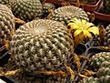 Нажмите на изображение для увеличения.

Название:	Sulcorebutia arenacea.jpg
Просмотров:	311
Размер:	100.2 Кб
ID:	318198