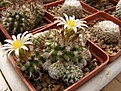 Нажмите на изображение для увеличения.

Название:	Turbinicarpus krainzianus.jpg
Просмотров:	319
Размер:	99.6 Кб
ID:	318199