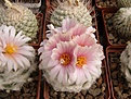Нажмите на изображение для увеличения.

Название:	Turbinicarpus lophophoroides.jpg
Просмотров:	313
Размер:	75.1 Кб
ID:	318200