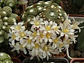 Нажмите на изображение для увеличения.

Название:	Blossfeldilia liputana.jpg
Просмотров:	306
Размер:	75.7 Кб
ID:	318237