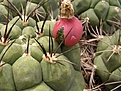 Нажмите на изображение для увеличения.

Название:	Gymnocalycium saglionis.jpg
Просмотров:	310
Размер:	68.2 Кб
ID:	318238