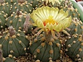 Нажмите на изображение для увеличения.

Название:	Astrophytum SENxAS.jpg
Просмотров:	308
Размер:	71.0 Кб
ID:	318239