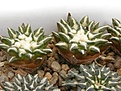 Нажмите на изображение для увеличения.

Название:	Ariocarpus kotschoubeyanus elephantidens.jpg
Просмотров:	304
Размер:	70.7 Кб
ID:	318240