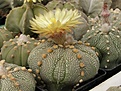 Нажмите на изображение для увеличения.

Название:	Astrophytum asterias cv.jpg
Просмотров:	263
Размер:	73.6 Кб
ID:	318241