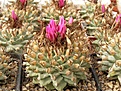 Нажмите на изображение для увеличения.

Название:	Turbinicarpus alonsoi.jpg
Просмотров:	315
Размер:	106.0 Кб
ID:	318242