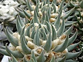 Нажмите на изображение для увеличения.

Название:	Ariocarpus trigonus.jpg
Просмотров:	316
Размер:	66.0 Кб
ID:	318243