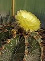 Нажмите на изображение для увеличения.

Название:	Astrophytum ornatum hybr.jpg
Просмотров:	314
Размер:	92.3 Кб
ID:	318244