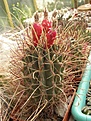 Нажмите на изображение для увеличения.

Название:	Glandulicactus wrightii.jpg
Просмотров:	306
Размер:	102.3 Кб
ID:	318245