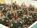 Нажмите на изображение для увеличения.

Название:	Echinofossulocactus phyllacanthus.jpg
Просмотров:	317
Размер:	86.6 Кб
ID:	318246
