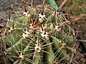 Нажмите на изображение для увеличения.

Название:	Ferocactus horridus.jpg
Просмотров:	305
Размер:	97.6 Кб
ID:	318248