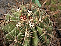 Нажмите на изображение для увеличения.

Название:	Ferocactus horridus.jpg
Просмотров:	262
Размер:	97.6 Кб
ID:	318248