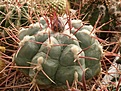 Нажмите на изображение для увеличения.

Название:	Thelocactus hexaedrophorus v fossulatus.jpg
Просмотров:	301
Размер:	95.4 Кб
ID:	318249