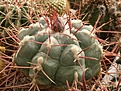 Нажмите на изображение для увеличения.

Название:	Thelocactus hexaedrophorus v fossulatus.jpg
Просмотров:	255
Размер:	95.4 Кб
ID:	318249