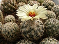 Нажмите на изображение для увеличения.

Название:	Coryphantha pallida SB568.jpg
Просмотров:	311
Размер:	116.8 Кб
ID:	318251