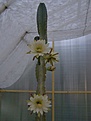 Нажмите на изображение для увеличения.

Название:	Cereus peruvianus.jpg
Просмотров:	260
Размер:	41.0 Кб
ID:	318253