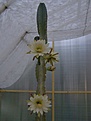 Нажмите на изображение для увеличения.

Название:	Cereus peruvianus.jpg
Просмотров:	309
Размер:	41.0 Кб
ID:	318253