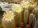 Нажмите на изображение для увеличения.

Название:	Notocactus leninghausii.jpg
Просмотров:	266
Размер:	84.3 Кб
ID:	318254