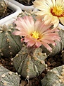 Нажмите на изображение для увеличения.

Название:	Astrophytum cv.jpg
Просмотров:	304
Размер:	70.9 Кб
ID:	318255