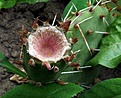 Нажмите на изображение для увеличения.

Название:	Opuntia phaeacantha v.albispina_Fruit_7.11-5.JPG
Просмотров:	161
Размер:	124.0 Кб
ID:	318257