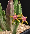 Нажмите на изображение для увеличения.

Название:	Stapelia_flavopurpurea_IMG_6395.jpg
Просмотров:	227
Размер:	81.9 Кб
ID:	318310