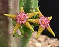 Нажмите на изображение для увеличения.

Название:	Stapelia_flavopurpurea_IMG_6394.jpg
Просмотров:	272
Размер:	89.8 Кб
ID:	318311