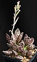 Нажмите на изображение для увеличения.

Название:	Adromischus_cv_BrianMakin_IMG_6404.jpg
Просмотров:	326
Размер:	89.6 Кб
ID:	318312