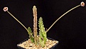 Нажмите на изображение для увеличения.

Название:	Stapelia_erectiflora_EA865_IMG_6494.jpg
Просмотров:	296
Размер:	59.3 Кб
ID:	318368