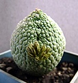 Нажмите на изображение для увеличения.

Название:	Pseudolithos eilensis_fl_19.8.11.JPG
Просмотров:	202
Размер:	121.7 Кб
ID:	318375