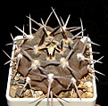 Нажмите на изображение для увеличения.

Название:	Gymnocalycium_piltziorum.JPG
Просмотров:	411
Размер:	95.9 Кб
ID:	318380