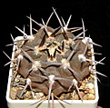 Нажмите на изображение для увеличения.

Название:	Gymnocalycium_piltziorum.JPG
Просмотров:	377
Размер:	95.9 Кб
ID:	318380