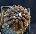 Нажмите на изображение для увеличения.

Название:	Neochilenia occulta_3y_11.8.11.JPG
Просмотров:	274
Размер:	148.1 Кб
ID:	318406