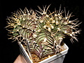Нажмите на изображение для увеличения.

Название:	Gymnocalycium_friedrichii.JPG
Просмотров:	1797
Размер:	163.8 Кб
ID:	318410