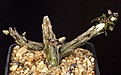 Нажмите на изображение для увеличения.

Название:	Rhytidocaulon_macrolobum_Yemen_IMG_6695.jpg
Просмотров:	306
Размер:	98.4 Кб
ID:	318433