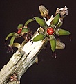 Нажмите на изображение для увеличения.

Название:	Rhytidocaulon_macrolobum_Yemen_IMG_6702.jpg
Просмотров:	286
Размер:	99.9 Кб
ID:	318434