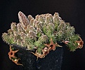 Нажмите на изображение для увеличения.

Название:	Huernia_pillansii_IMG_6706.jpg
Просмотров:	219
Размер:	172.4 Кб
ID:	318435