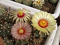 Нажмите на изображение для увеличения.

Название:	Astrophytum.jpg
Просмотров:	299
Размер:	74.3 Кб
ID:	318440