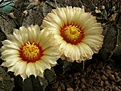 Нажмите на изображение для увеличения.

Название:	Astrophytum.jpg
Просмотров:	289
Размер:	74.2 Кб
ID:	318441