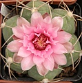 Нажмите на изображение для увеличения.

Название:	Gymnocalycium buenekeri.jpg
Просмотров:	241
Размер:	51.8 Кб
ID:	318442