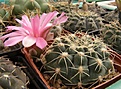 Нажмите на изображение для увеличения.

Название:	Gymnocalycium baldianum.jpg
Просмотров:	284
Размер:	111.2 Кб
ID:	318443