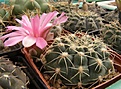 Нажмите на изображение для увеличения.

Название:	Gymnocalycium baldianum.jpg
Просмотров:	238
Размер:	111.2 Кб
ID:	318443