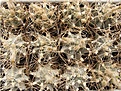 Нажмите на изображение для увеличения.

Название:	Astrophytum crassispinoides.jpg
Просмотров:	284
Размер:	84.6 Кб
ID:	318445