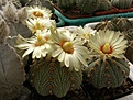 Нажмите на изображение для увеличения.

Название:	Astrophytum asterias1.jpg
Просмотров:	300
Размер:	72.6 Кб
ID:	318446