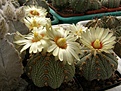 Нажмите на изображение для увеличения.

Название:	Astrophytum asterias1.jpg
Просмотров:	253
Размер:	72.6 Кб
ID:	318446