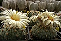 Нажмите на изображение для увеличения.

Название:	Astrophytum asterias.jpg.jpg
Просмотров:	297
Размер:	73.1 Кб
ID:	318448