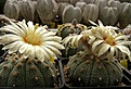 Нажмите на изображение для увеличения.

Название:	Astrophytum asterias.jpg.jpg
Просмотров:	252
Размер:	73.1 Кб
ID:	318448