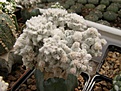 Нажмите на изображение для увеличения.

Название:	Astrophytum myriostigma cv Lotusland.jpg
Просмотров:	285
Размер:	70.2 Кб
ID:	318450