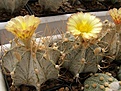 Нажмите на изображение для увеличения.

Название:	Astrophytum niveum v.albispinum.jpg
Просмотров:	279
Размер:	91.8 Кб
ID:	318451