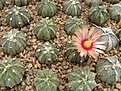 Нажмите на изображение для увеличения.

Название:	Astrophytum pink fl.jpg
Просмотров:	273
Размер:	99.6 Кб
ID:	318452